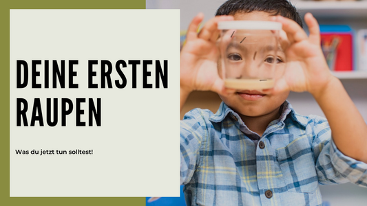 Deine ersten Raupen: Was du jetzt tun solltest!