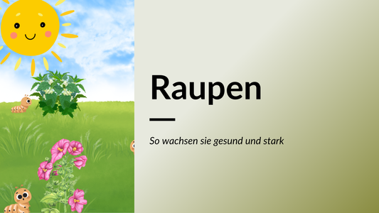 So wachsen Raupen gesund und stark