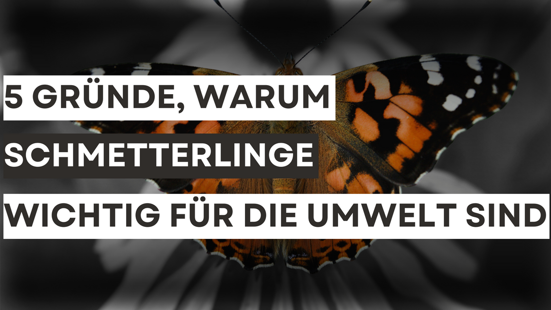 5 Gründe, warum Schmetterlinge wichtig für die Umwelt sind