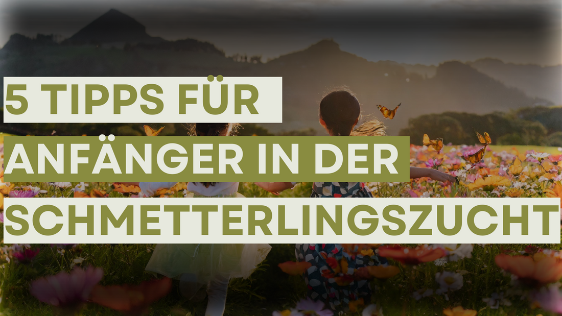 Top 5 Tipps für Anfänger in der Schmetterlingszucht