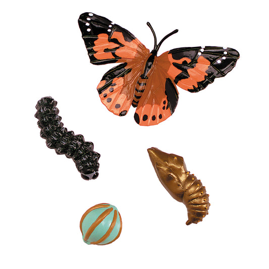 Lebenszyklus Schmetterling