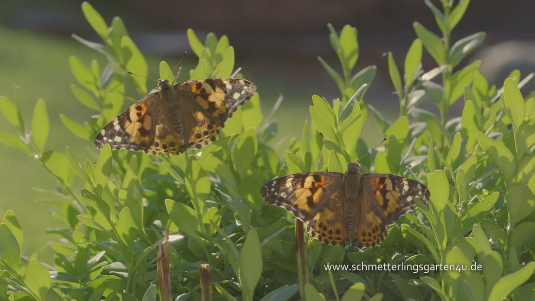 Webespot des Schmetterlingsgartens. Eine Mutter züchtet mit ihren zwei Kindern Schmetterlinge und lässt diese dann frei. 